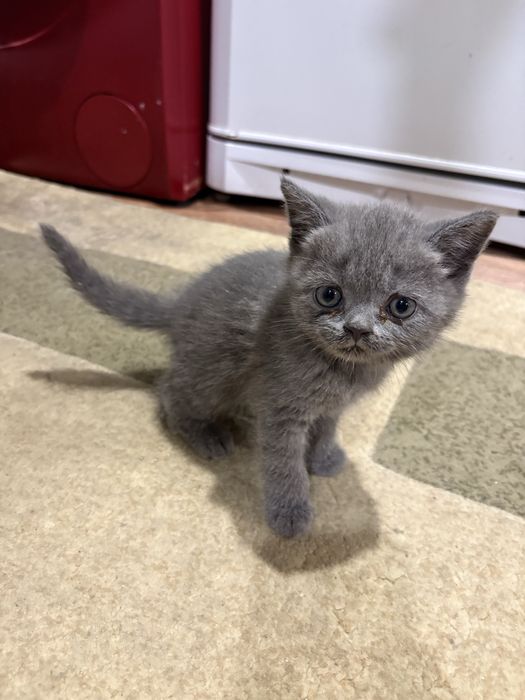 Продам котенок британец