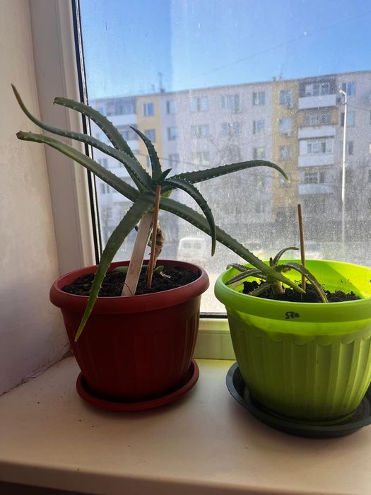 Продаётся Алоэ вера
