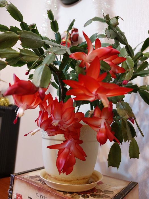 Продам амариллисы, декабристы