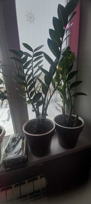 Продам  комнатные цветы