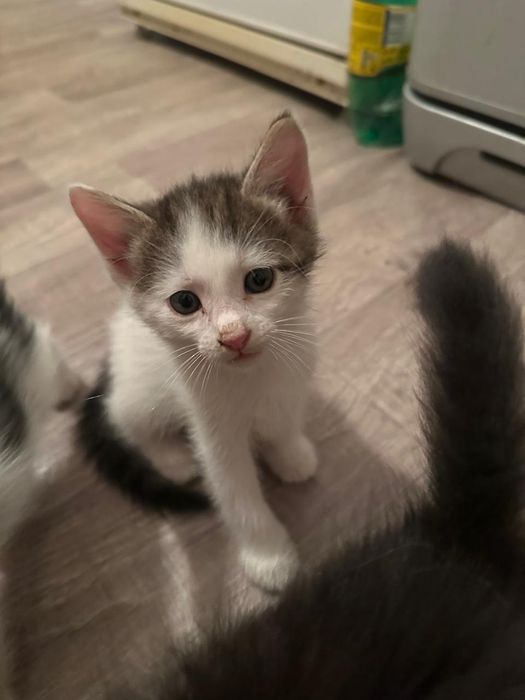 Отдам котят в добрые руки