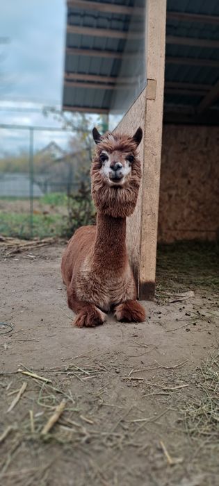 Vand alpaca femele si masculi