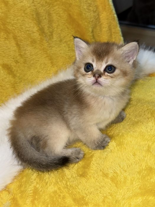 Вязка кот золотой Шиншилла