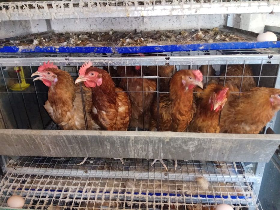 Яйцо куринное домашние