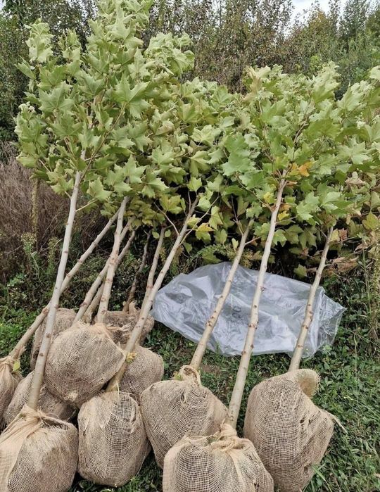 Copaci ornamentali mesteacăn Tei platani