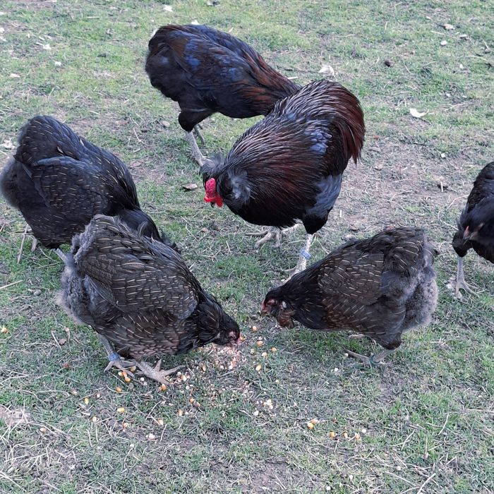 Pui araucana potarnichiu salbatic