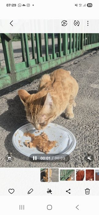 Кто потерял кота молодой
