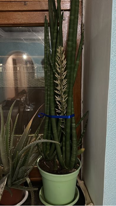 Сансеньервьра продам