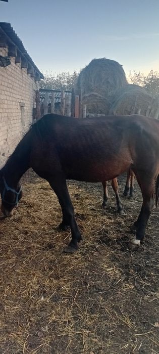 Продам кобылу с жеребенком