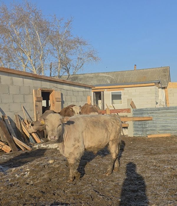 Продаются быки на откорм