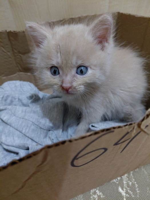 Рыжий котенок ищет дом