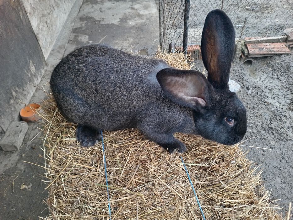 Vand gaini Italian argintie