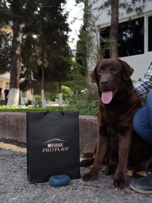 Лабрадор ретривер шеколадной окраски ждём невесту