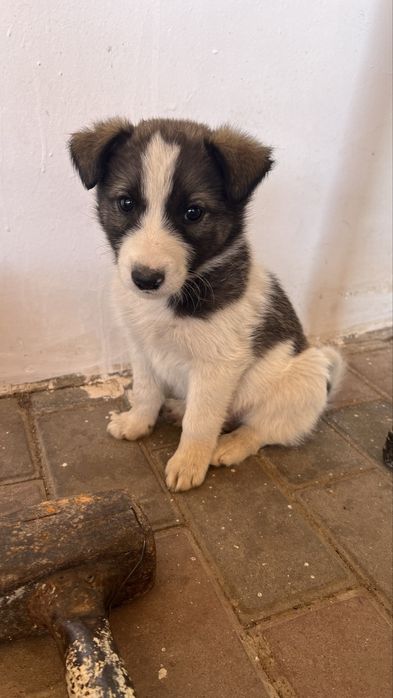 Отдам в хорошие руки шенят