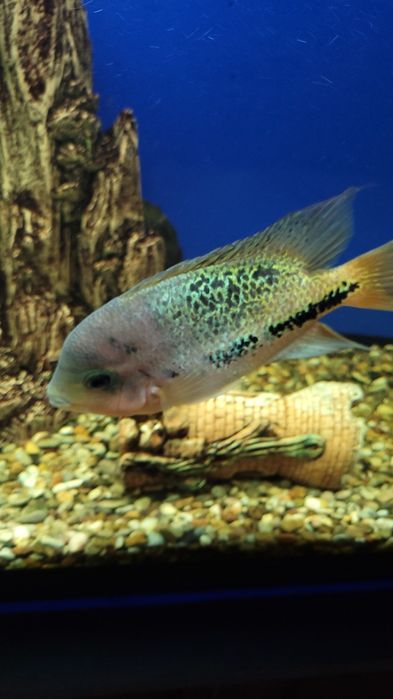 Красноголовая вьеха