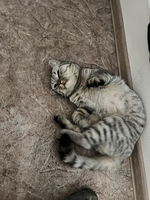 Кот шотландский вислоухий