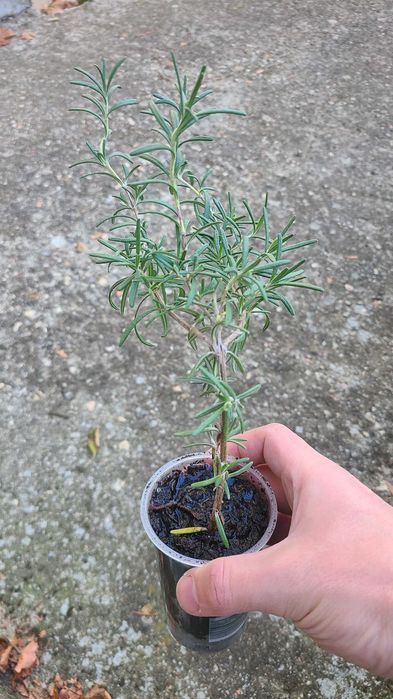 Розмарин - растения, пресен или сушен