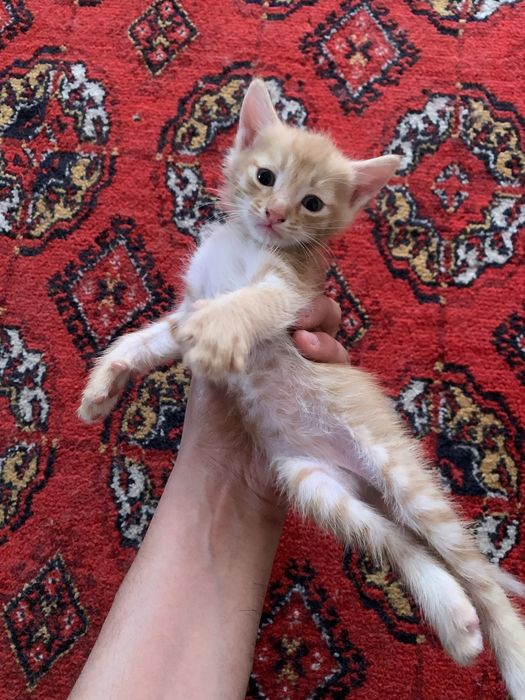 Кошка в добрые руки