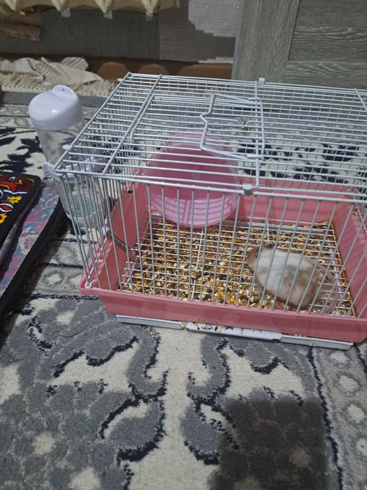 Хомяк с клеткой в месте