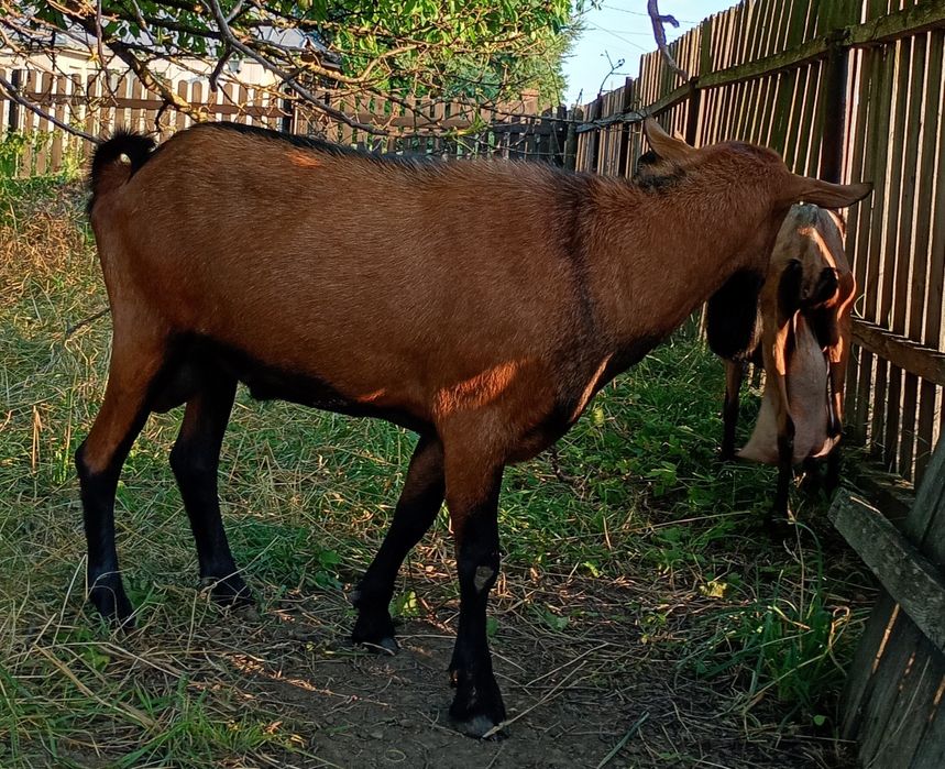 Capre Alpina Franceza, capre și țapi