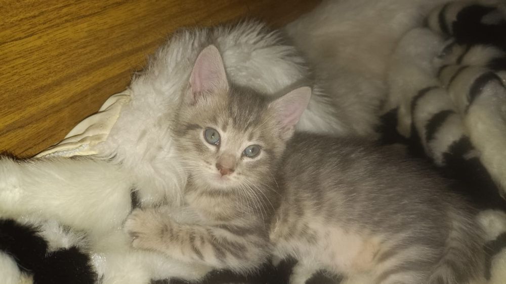 Котята домашние смесь с мейкуном