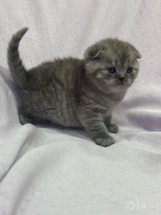 Готовятся  на продажу котята Шотландской породы