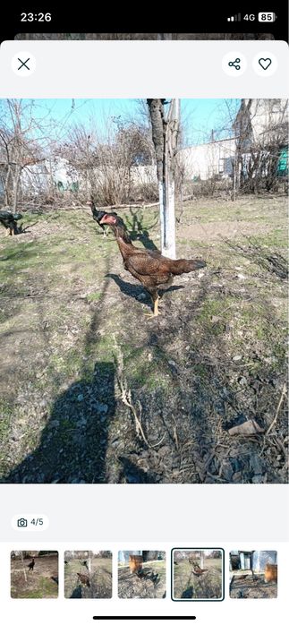 дакан кораз сатылады