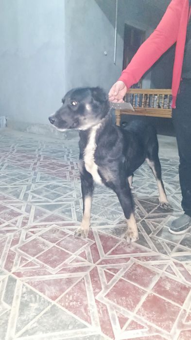 Хорошая собака где-то полтора года ей