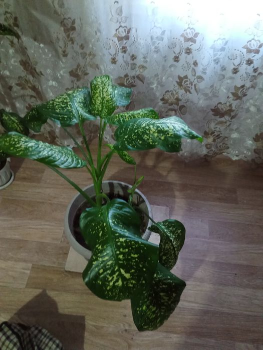 Продам срочно цветы Диффенбахия