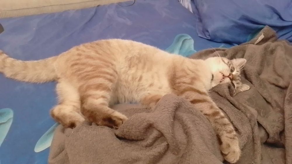 Пропал кот, просим о помощи