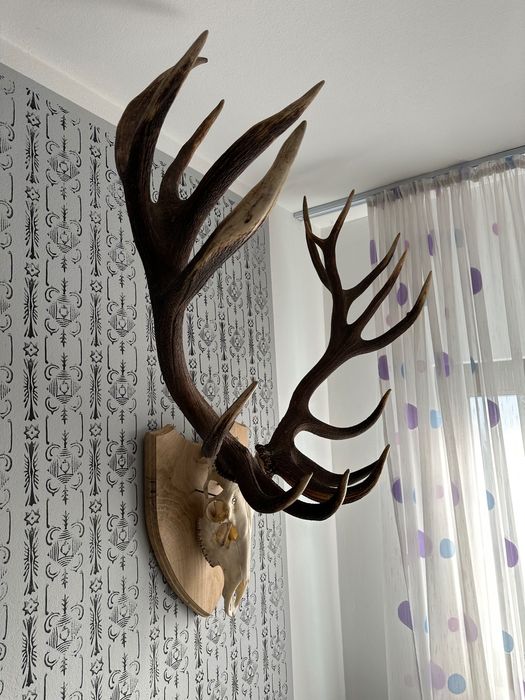 Coarne de cerb , greutatea peste 8.5 kg perechea