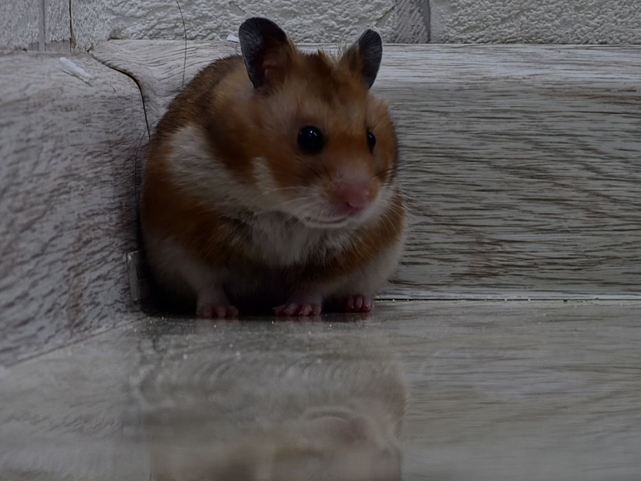 Сириский хомяк девочка