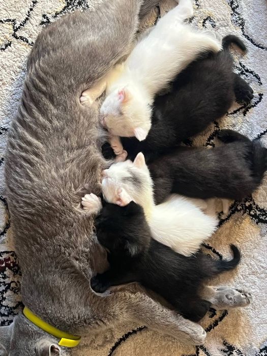 Продаетца котенки