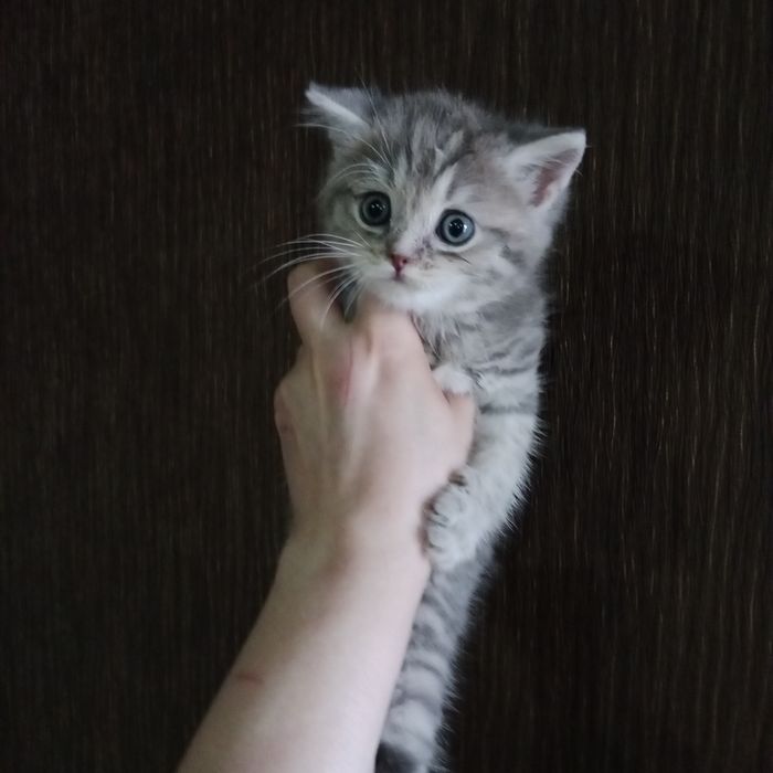 Шладости Шотланские котята