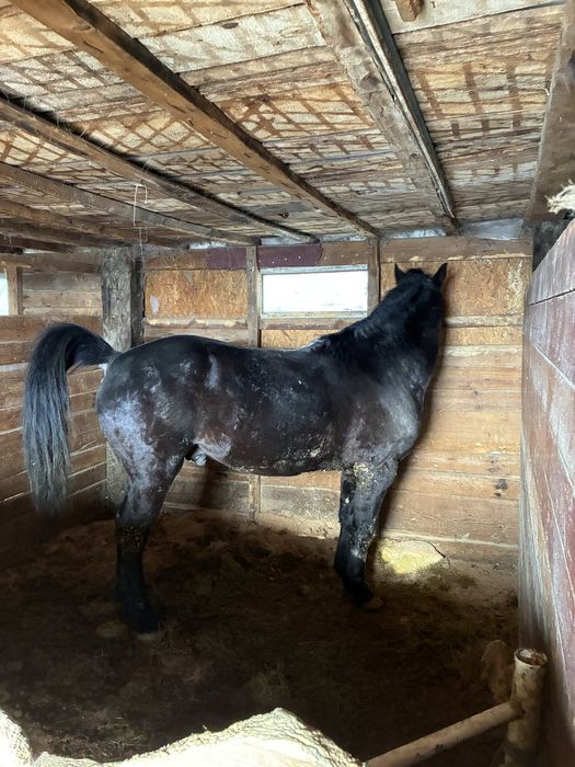 6 жасар айғыр сатылады, Продается жеребец