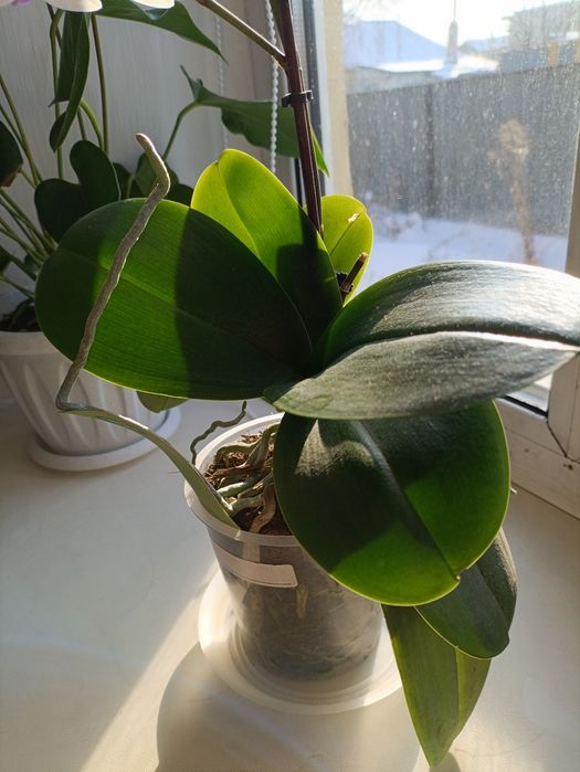 Орхидея фаленопсис