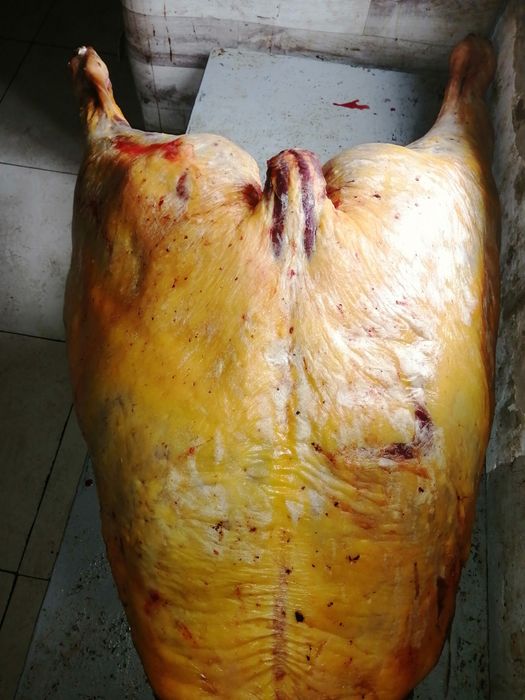 Мясо конина на согым