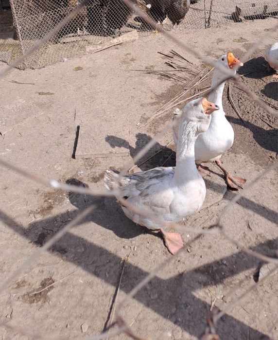 Инкубационные яйца холмагоры+линда