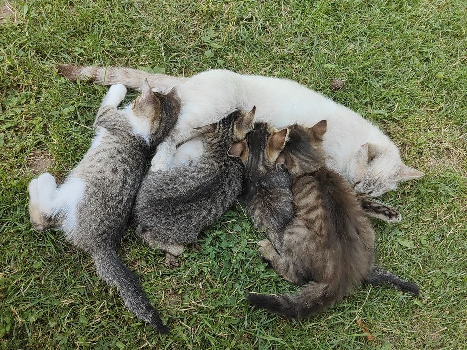 Donez pui pisică Vlădești