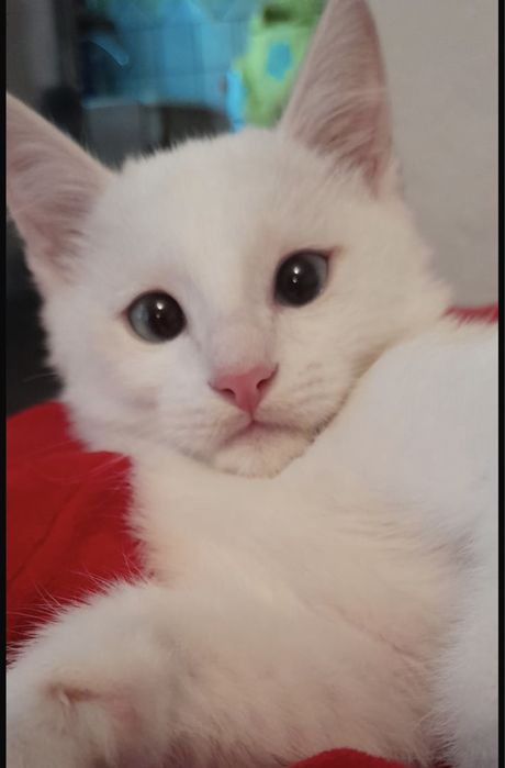 Белый котенок 3 месяца мальчик