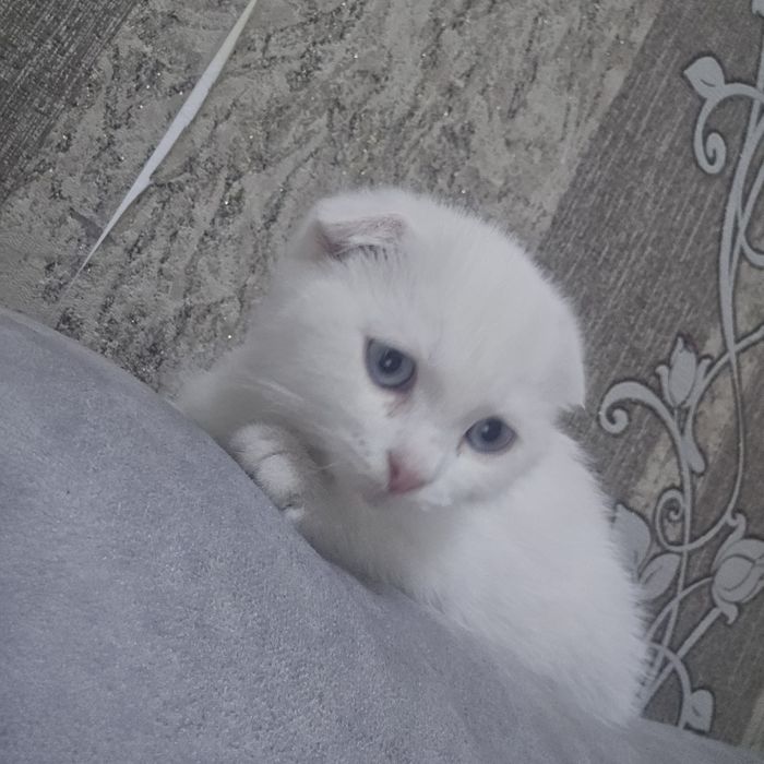 Продется скоттиш фолд, 2мес