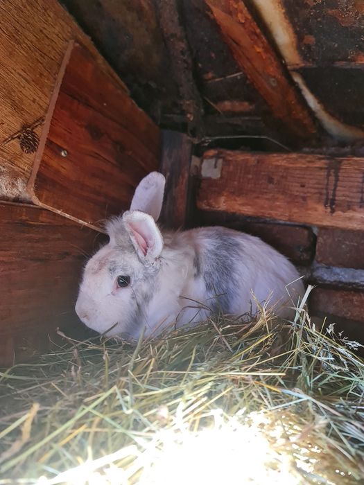 Familie iepuri cap de leu