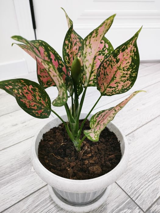 Комнатные растения, доставка