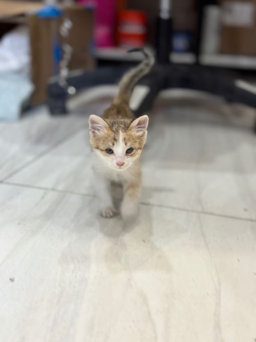 Котенок в добрые руки