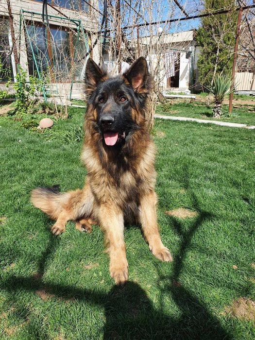 Продам щенка немецкой овчарки