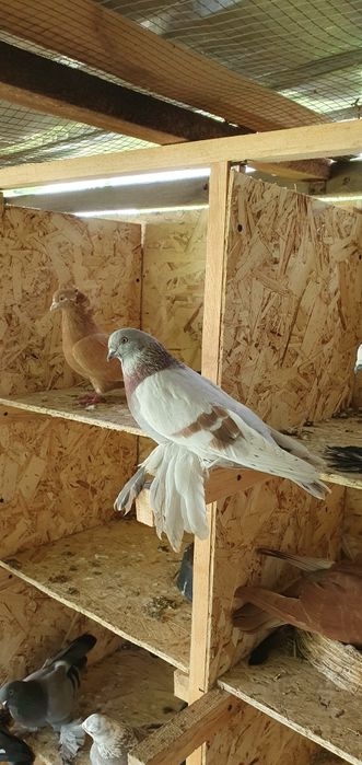 Голуби бойные разных мастей