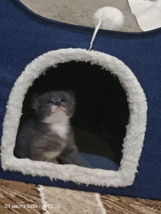 Отдам кошечку серую, 2 мес.