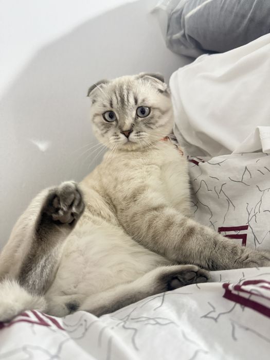 Шотландская вислоухая кошка