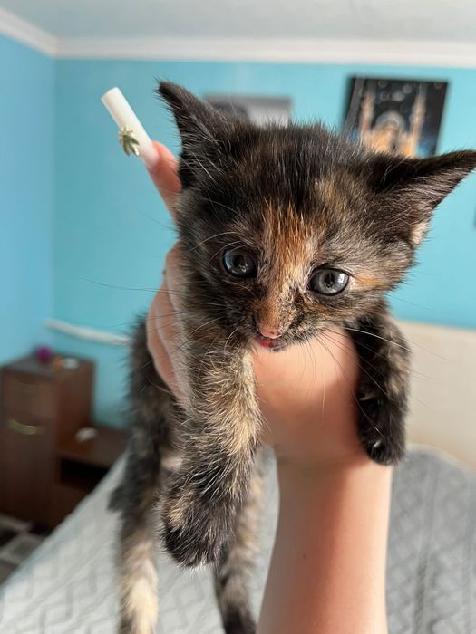 Отдам котят в хорошие руки