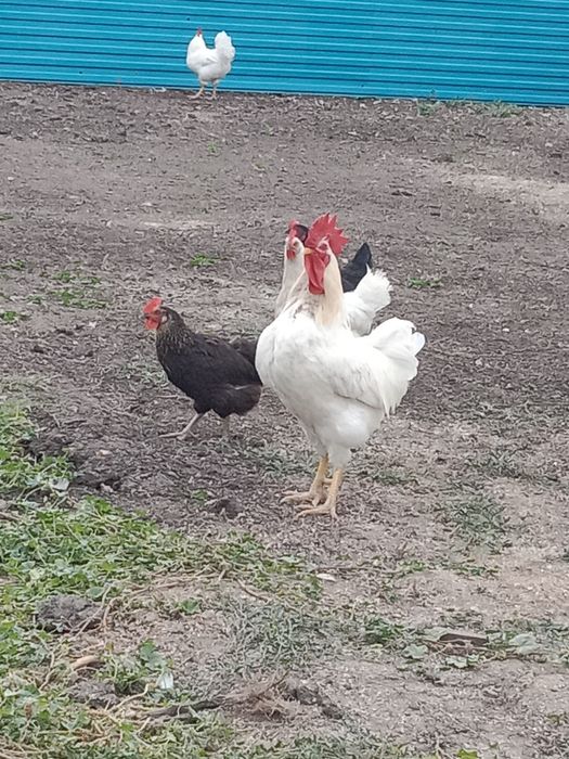 Продам петушков разные